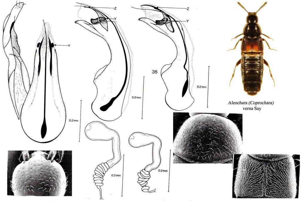 Aleochara bipustulata? (Staphylinidae)